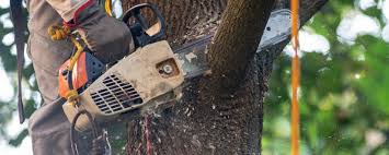 Why Choose Our Tree Removal Services in Ocean View, DE?