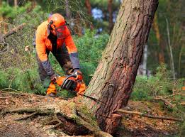 Best Tree Trimming and Pruning  in Ocean View, DE