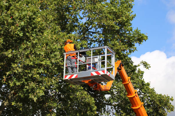 Best Tree Mulching Services  in Ocean View, DE