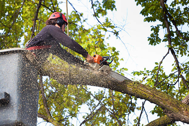 Best Commercial Tree Services  in Ocean View, DE